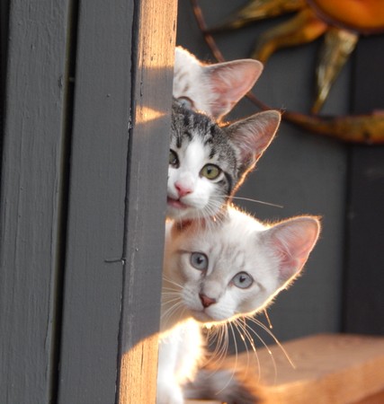 The Trouble Makersの写真素材