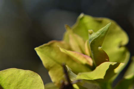 New Leavesの写真素材