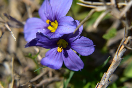 Purple Flowersの写真素材