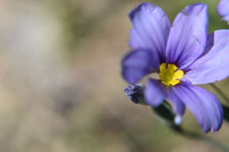 Purple Flowerの写真素材