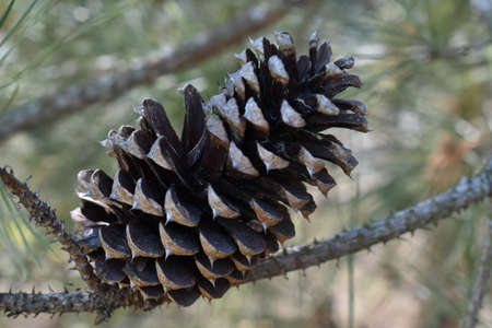 Pine Coneの写真素材