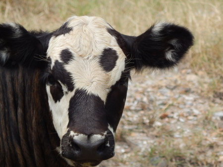 Moo Cowの写真素材