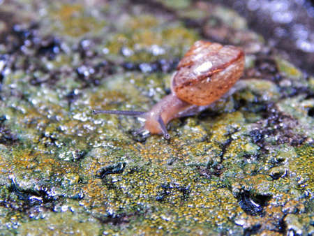 Snailの写真素材