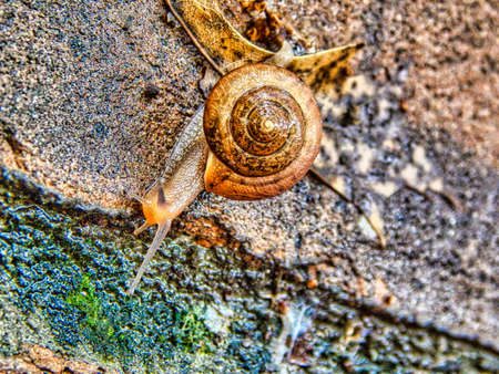 Snailの写真素材