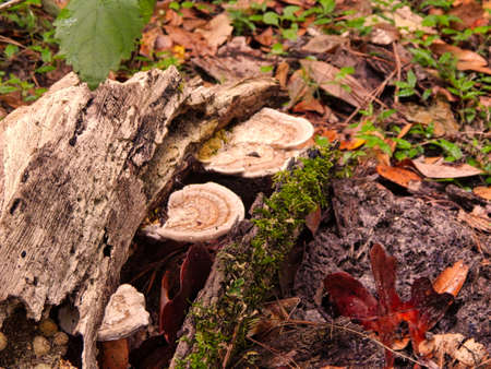 Fungusの写真素材