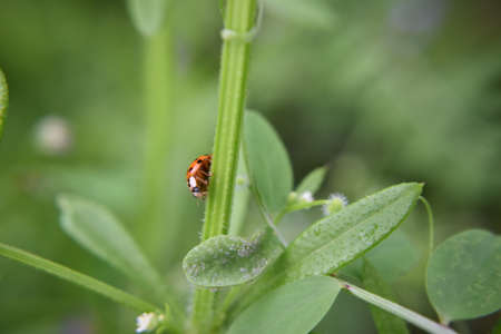 Lady Bugの写真素材