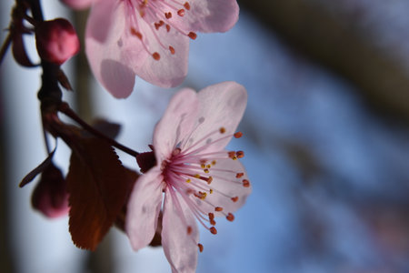 cherry blossom in the springtime, closeup of pink flowersの写真素材