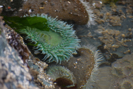 Sea anemone in shallow water, shallow depth of field.の写真素材