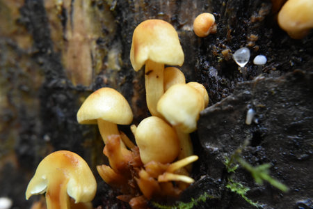 Mushrooms in the rainforest, closeup of photo.の写真素材