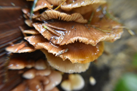 Mushrooms growing on a tree stump in the forest, close upの写真素材