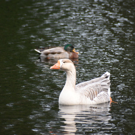 A pair of ducks on the water in the park. A pair of ducks swimming in the lake.の写真素材