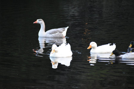 ducks on the lake in the park, closeup of photoの写真素材