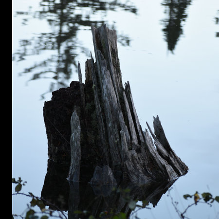 tree stump in the water with reflection of trees in the lake.の写真素材