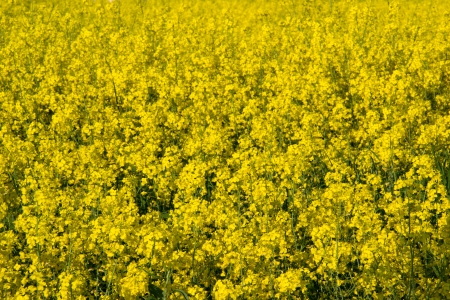 Field of wild flowersの写真素材