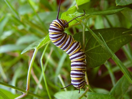 a monarch caterpillarの写真素材