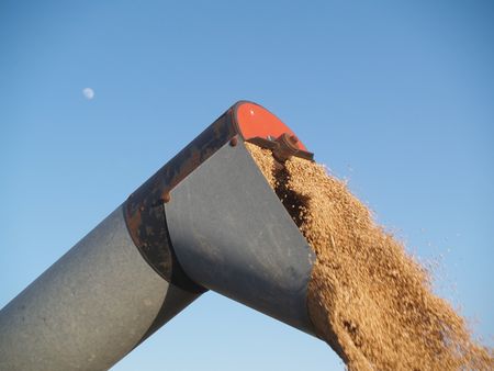 auger unloading harvested wheat grainsの写真素材