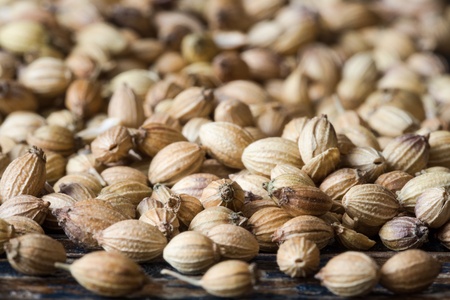 An abundance of coriander seeds