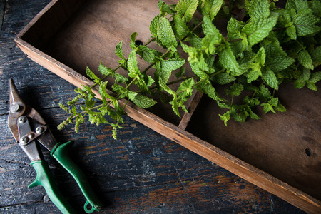 Harvesting Mint