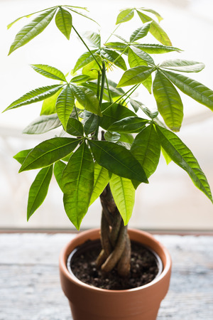 Money tree plant on the wooden table backgroundの写真素材