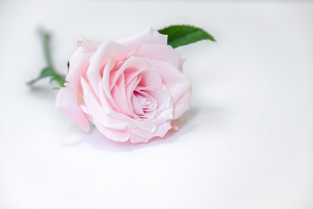 A single pink roseの写真素材