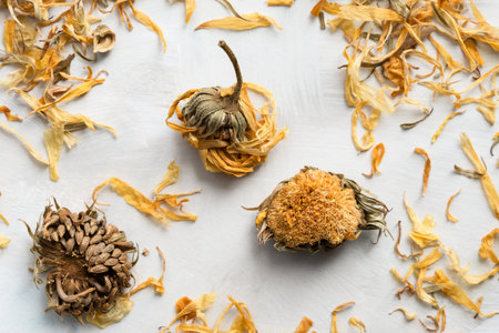 Dried Calendula Flower Petalsの写真素材