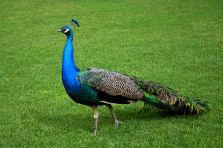 Beautiful peacock