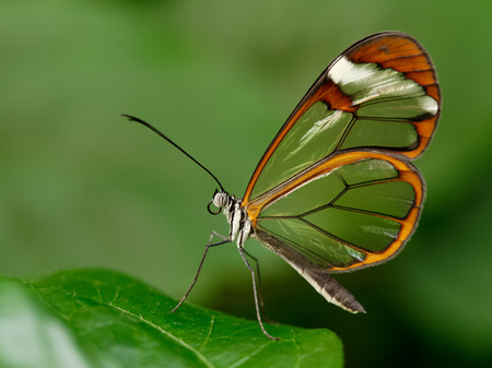 Glasswinged butterflyの写真素材