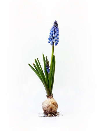 Grape hyacinthの写真素材