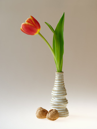 Single red tulip in vaseの写真素材