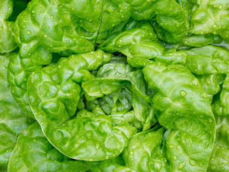 Fresh butter head lettuce with drops of waterの写真素材