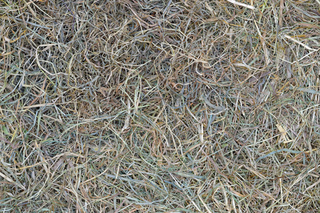 Green hay texture for backgroundの写真素材