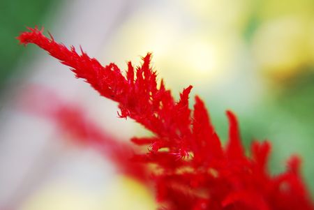 Red Flower, Plantの写真素材