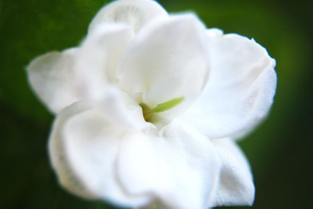 Jasmine Flower, Melur Flowerの写真素材
