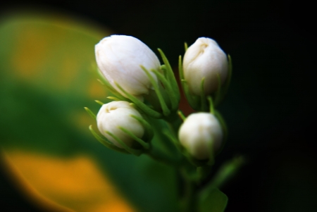 Jasmine Flower Buds, Melur Flower Budsの写真素材