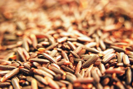 Glutinous rice, unpolished riceの写真素材