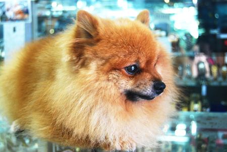 Pomeranian Dogの写真素材