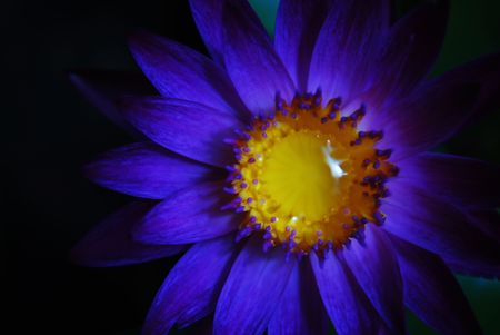 Beautiful lily with water drop close-upの写真素材