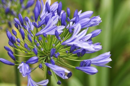 Purple Flowersの写真素材