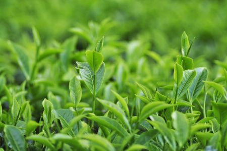 close up of tea leavesの写真素材