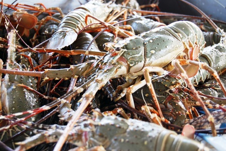 Fresh Lobster Prawn in the Market Placeの写真素材