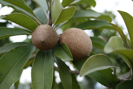kiwifruit