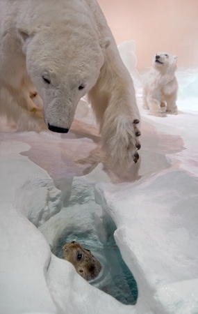 Mama bear hunting for seal.の写真素材