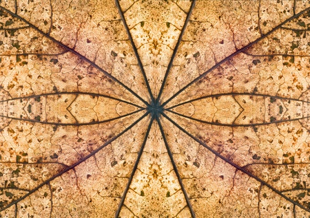 Patterns created from nature in autumn.の写真素材