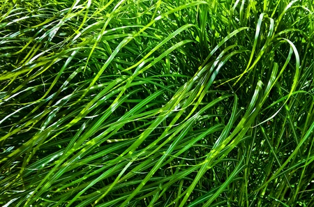 Wild green grasses are blowing in the wind の写真素材