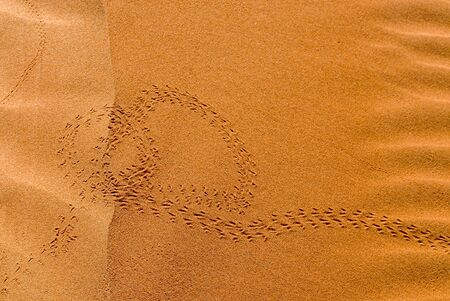 insect tracks in the sandy desert of Dubai