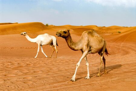dromedaries in the sandy desert of Dubaiの写真素材