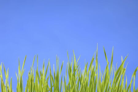 young grass profile view on blue background