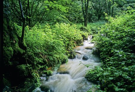 torent flowing in the Vosges forest