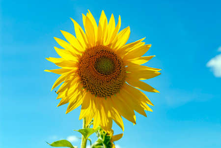 Sunflower flower in summer on blue sky background