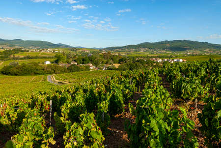 Beaujolais vineyard landscape in the RhÃ´ne department in summer near the village of RÃ©gniÃ©-Duretteの写真素材